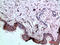 Bone Morphogenetic Protein 1 antibody, A02436, Boster Biological Technology, Immunohistochemistry frozen image 