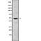 KH domain-containing, RNA-binding, signal transduction-associated protein 1 antibody, abx216417, Abbexa, Western Blot image 