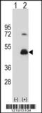 Homer Scaffold Protein 3 antibody, 62-575, ProSci, Western Blot image 