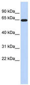 Solute Carrier Family 1 Member 2 antibody, TA334294, Origene, Western Blot image 