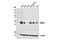 DRG1 antibody, 9485S, Cell Signaling Technology, Western Blot image 