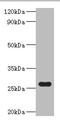 NADH-flavin reductase antibody, A57902-100, Epigentek, Western Blot image 