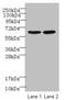 Negative Elongation Factor Complex Member B antibody, A68308-100, Epigentek, Western Blot image 