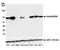 MDM4 Regulator Of P53 antibody, A700-000, Bethyl Labs, Western Blot image 