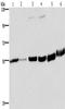 MCH receptor 1 antibody, TA351389, Origene, Western Blot image 