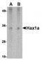 HCLS1 Associated Protein X-1 antibody, TA319820, Origene, Western Blot image 