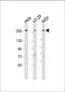 Pecanex 2 antibody, MBS9216901, MyBioSource, Western Blot image 