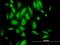 60S ribosomal protein L29 antibody, H00006159-B02P, Novus Biologicals, Immunocytochemistry image 