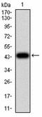 FKBP Prolyl Isomerase 4 antibody, orb167475, Biorbyt, Western Blot image 