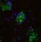 Leptin Receptor antibody, NBP2-21062, Novus Biologicals, Immunocytochemistry image 