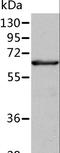 Delta-1-pyrroline-5-carboxylate dehydrogenase, mitochondrial antibody, LS-C404483, Lifespan Biosciences, Western Blot image 