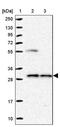 Nucleotide Binding Protein 2 antibody, PA5-59684, Invitrogen Antibodies, Western Blot image 