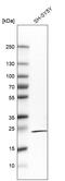 Regulator of G-protein signaling 5 antibody, AMAb91377, Atlas Antibodies, Western Blot image 