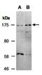 Tripartite Motif Containing 33 antibody, orb67253, Biorbyt, Western Blot image 