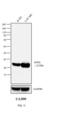 Mouse IgG antibody, 04-6020, Invitrogen Antibodies, Western Blot image 