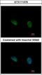 Phosphorylase Kinase Catalytic Subunit Gamma 2 antibody, GTX111579, GeneTex, Immunofluorescence image 