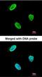 RAD9 Checkpoint Clamp Component A antibody, orb73990, Biorbyt, Immunocytochemistry image 