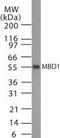 mBD-1 antibody, PA1-29797, Invitrogen Antibodies, Western Blot image 
