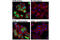 Catenin Beta 1 antibody, 19807T, Cell Signaling Technology, Immunocytochemistry image 