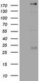 Pw1 antibody, LS-C175720, Lifespan Biosciences, Western Blot image 