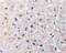 TNF Receptor Superfamily Member 6b antibody, 2140, ProSci, Immunohistochemistry paraffin image 