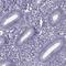 Family With Sequence Similarity 71 Member B antibody, HPA039478, Atlas Antibodies, Immunohistochemistry paraffin image 