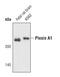 Plexin A1 antibody, PA5-17147, Invitrogen Antibodies, Western Blot image 