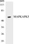 MAPK Activated Protein Kinase 5 antibody, EKC1350, Boster Biological Technology, Western Blot image 