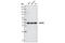 GAPDH antibody, 5014S, Cell Signaling Technology, Western Blot image 