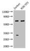 FA Complementation Group C antibody, CSB-PA008415LA01HU, Cusabio, Western Blot image 