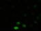 Mitogen-Activated Protein Kinase 8 antibody, TA500081, Origene, Immunofluorescence image 