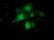 COBW Domain Containing 1 antibody, GTX84727, GeneTex, Immunocytochemistry image 