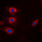 Cyclin B1 antibody, LS-C358934, Lifespan Biosciences, Immunofluorescence image 