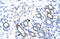 Y-Box Binding Protein 2 antibody, 28-094, ProSci, Immunohistochemistry frozen image 