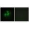 Inositol-Pentakisphosphate 2-Kinase antibody, A11126, Boster Biological Technology, Immunofluorescence image 