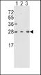 TPIS antibody, LS-C160139, Lifespan Biosciences, Western Blot image 