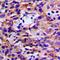 DEAD-Box Helicase 3 Y-Linked antibody, orb256491, Biorbyt, Immunohistochemistry paraffin image 