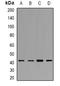 High affinity immunoglobulin gamma Fc receptor I antibody, orb382620, Biorbyt, Western Blot image 