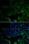 Vacuolar Protein Sorting 4 Homolog A antibody, MBS129879, MyBioSource, Immunofluorescence image 