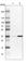 Sushi Domain Containing 6 antibody, HPA030464, Atlas Antibodies, Western Blot image 