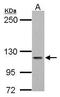 ATPase Plasma Membrane Ca2+ Transporting 3 antibody, GTX117433, GeneTex, Western Blot image 
