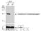Glutathione S-transferase kappa 1 antibody, GTX117326, GeneTex, Western Blot image 