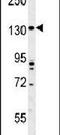 Transmembrane Protein 132D antibody, PA5-23522, Invitrogen Antibodies, Western Blot image 