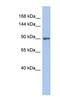 Mitogen-Activated Protein Kinase Kinase Kinase Kinase 5 antibody, NBP1-58850, Novus Biologicals, Western Blot image 