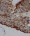 Single-Pass Membrane Protein With Coiled-Coil Domains 3 antibody, FNab01014, FineTest, Immunohistochemistry frozen image 