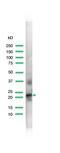 Chorionic somatomammotropin hormone antibody, PA5-32553, Invitrogen Antibodies, Western Blot image 