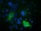 Rho GTPase Activating Protein 25 antibody, TA501745, Origene, Immunofluorescence image 