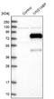 Influenza Virus NS1A Binding Protein antibody, NBP1-83180, Novus Biologicals, Western Blot image 