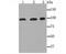 DNM2 antibody, NBP2-66813, Novus Biologicals, Western Blot image 