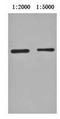 Glutathione-S-Transferase Tag antibody, orb66651, Biorbyt, Western Blot image 